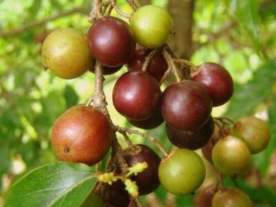 Governor's plum | Uguressa | උගුරැස්ස