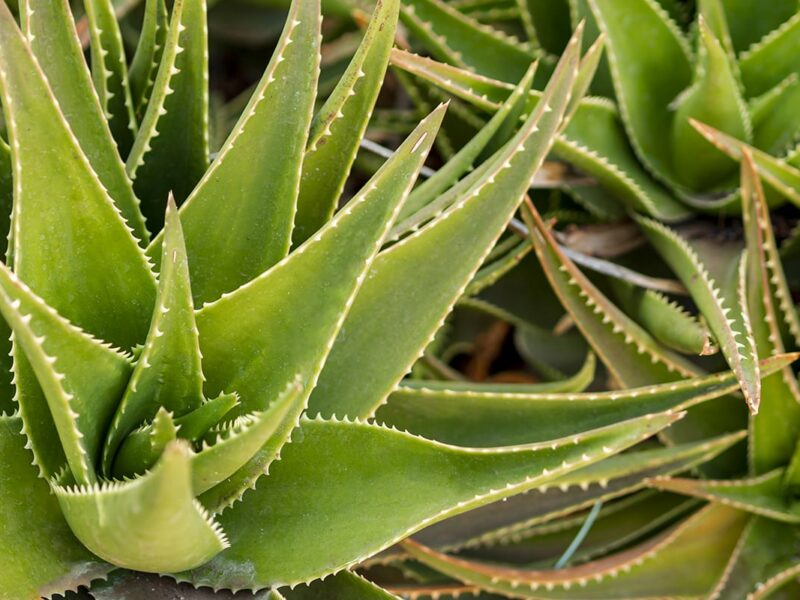 Aloevera | කෝමාරිකා