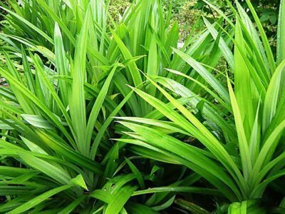 Pandan leaves | රම්පා කොළ