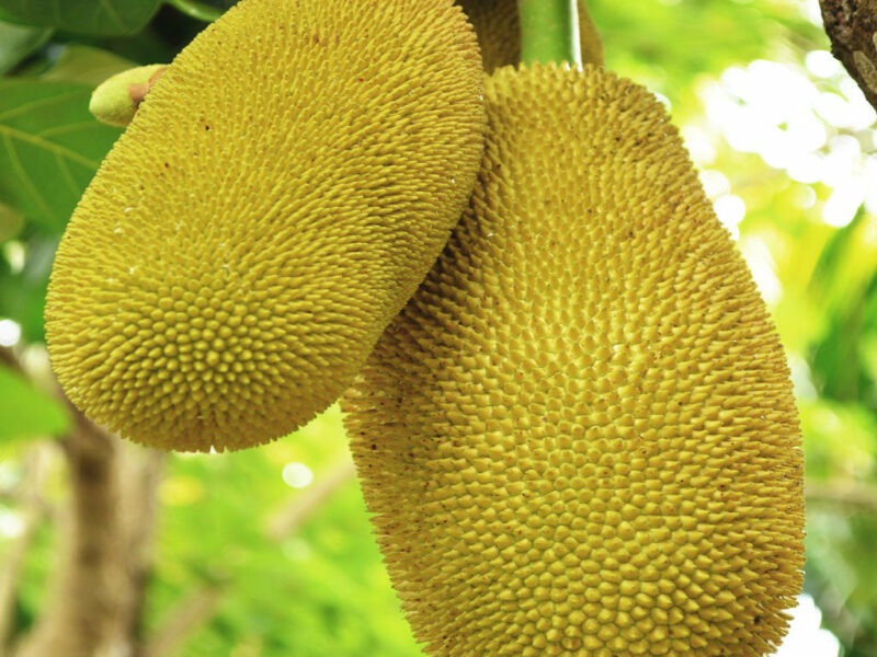 Jackfruit | කොස්