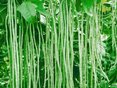 Long Beans | මෑ කරල්