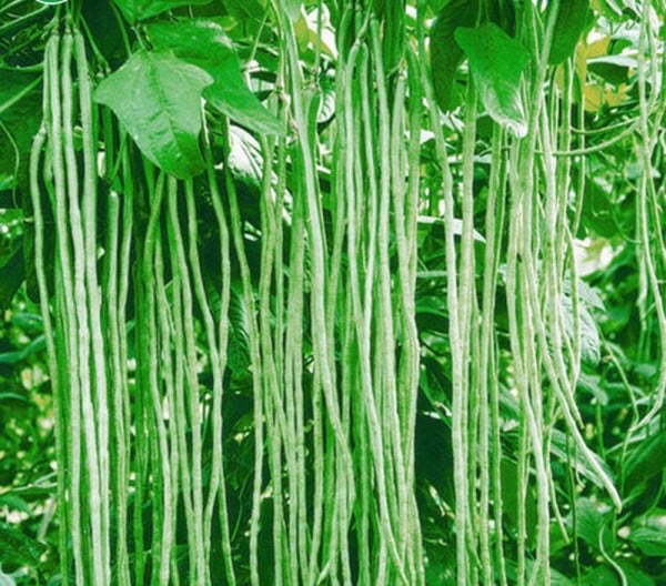 Long Beans | මෑ කරල්