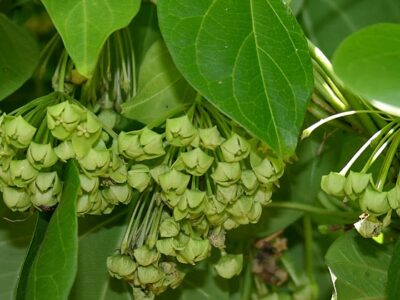 Angunakola | අඟුණ කොළ