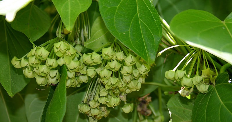 Angunakola | අඟුණ කොළ