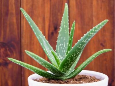 Aloevera | කෝමාරිකා