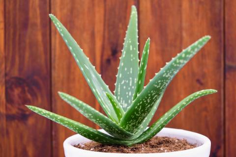 Aloevera | කෝමාරිකා