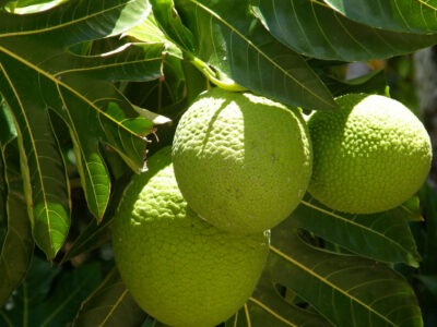 Breadfruit | දෙල්