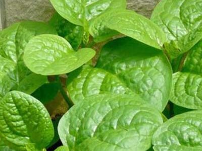 Spinach | නිවිති