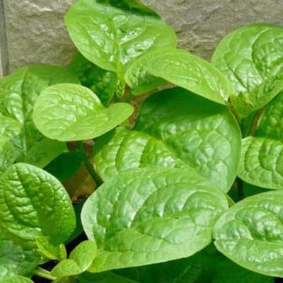 Spinach | නිවිති