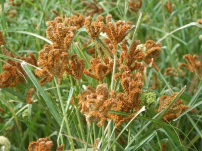 Finger millets | කුරක්කන්