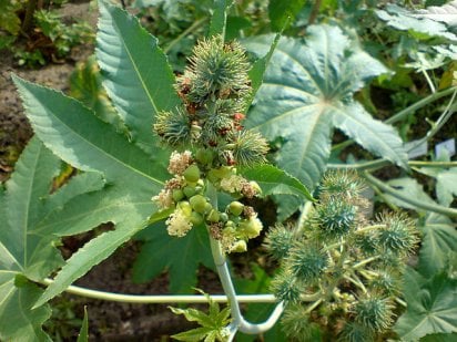 Castor oil plant | බෙහෙත් එඬරු