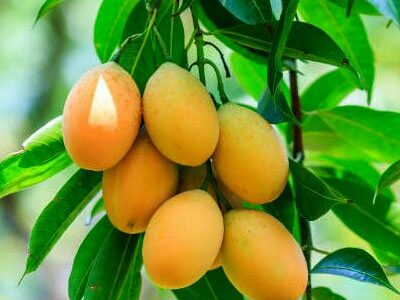 Mango | කොහු අඹ