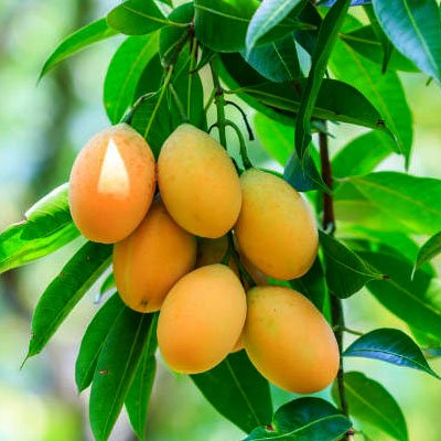 Mango | කොහු අඹ