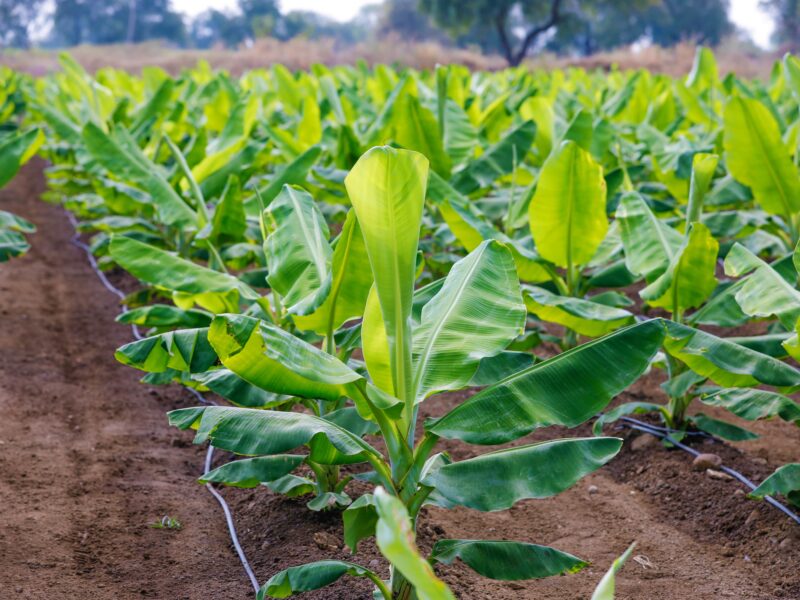 Tissue Culture Banana Plants / Kolikuttu, AmbunCavendish ,G9