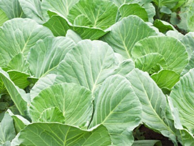 Leafy Cabbage | අතු ගෝවා