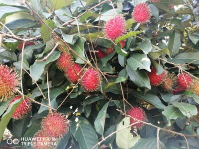 Rambutan | රඹුටන්