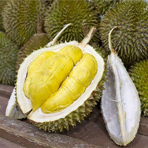 Durian | දූරියන්