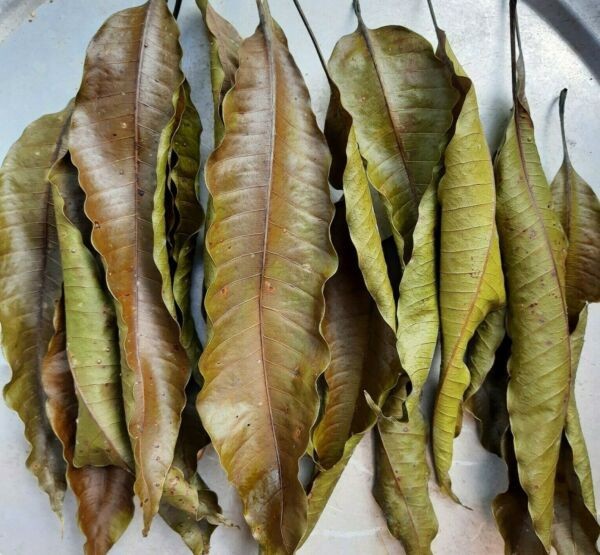 Dried Mango Leaves | වියළි අඹ කොළ