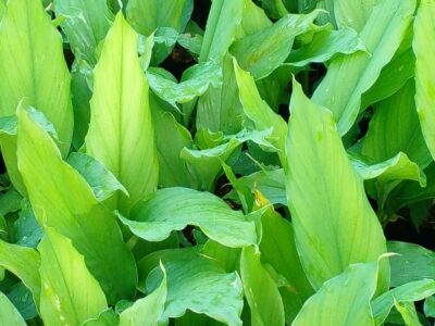 Turmeric Plants | කහ පැළ