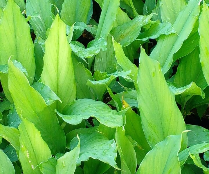 Turmeric Plants | කහ පැළ