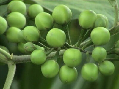 Pea Eggplant | තිබ්බටු