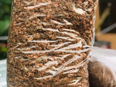 Coconut husk pieces | පොල් ලෙලි කැබලි