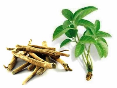 Ashwagandha/ Amukkara අශ්වගන්/අමුක්කරා