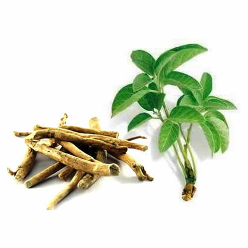 Ashwagandha/ Amukkara අශ්වගන්/අමුක්කරා