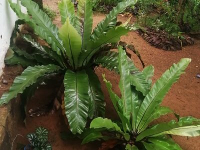 bird nest plants