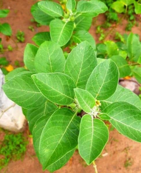 Ashwagandha/ Amukkara අශ්වගන්/අමුක්කරා