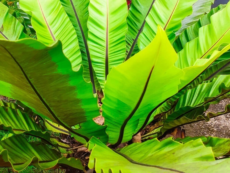 Bird Nest Plants