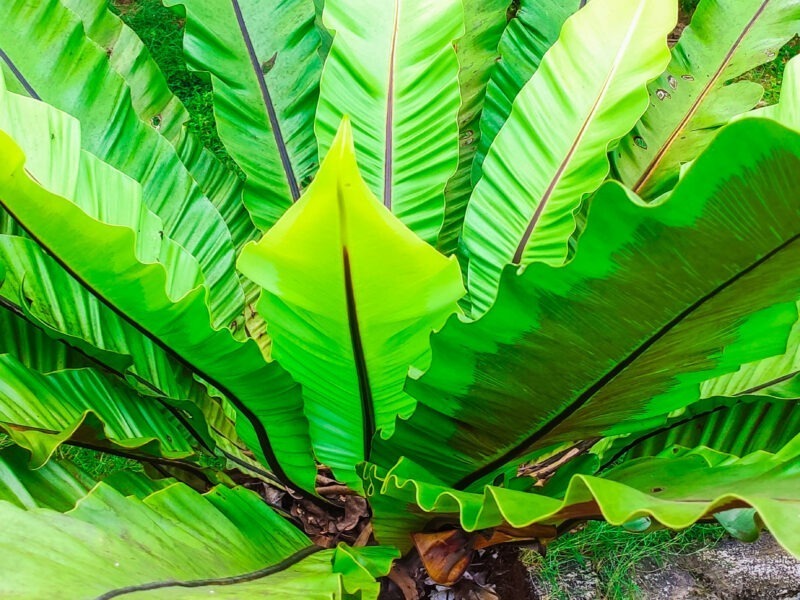 Bird Nest Plants