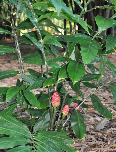 Bitter Ginger plants are wanted | වල් ඉඟුරු පැල අවශ්‍යයි