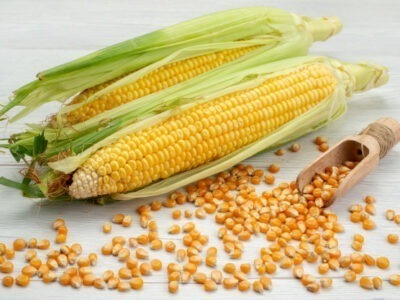 Corn Seeds for free distribution | බඩඉරිඟු බීජ නොමිලේ බෙදා දීමට ඇත