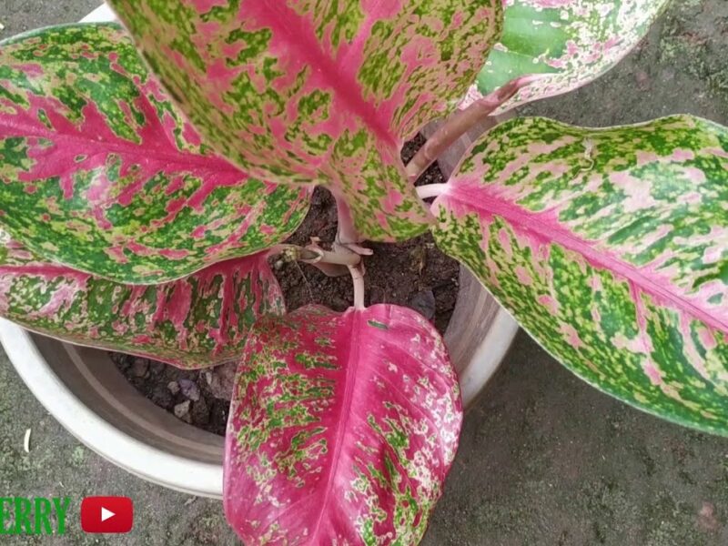 Ornamental plants | විසිතුරු මල් පැල විකිණීමට - Aglonema Plant