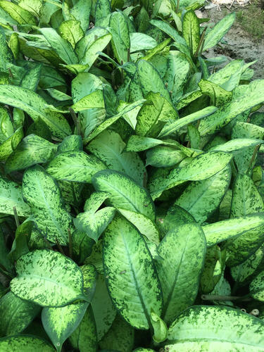 Ornamental plants | විසිතුරු මල් පැල විකිණීමට - Aglonema Plant