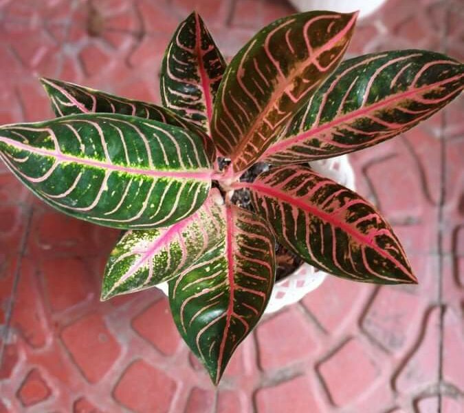 Ornamental plants | විසිතුරු මල් පැල විකිණීමට - Aglonema Plant