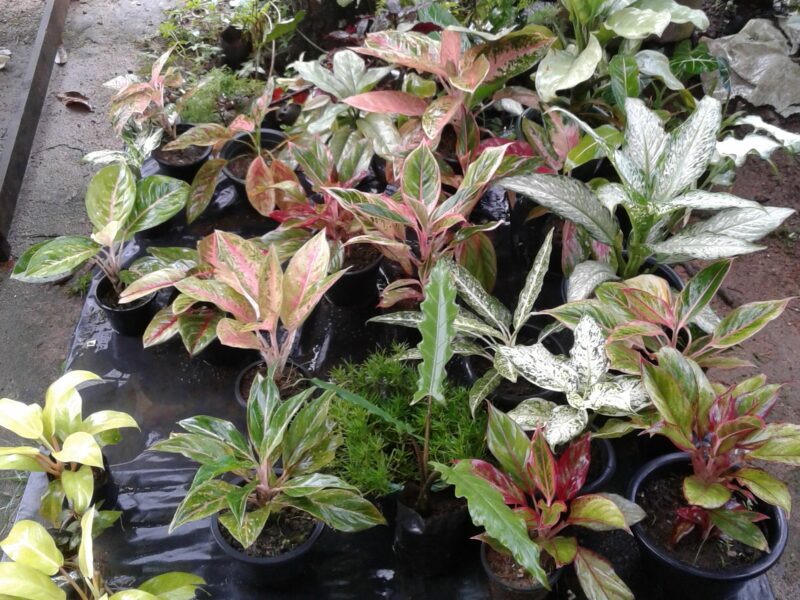 Aglaonema plants (ඇග්ලොනීමා පැළ)