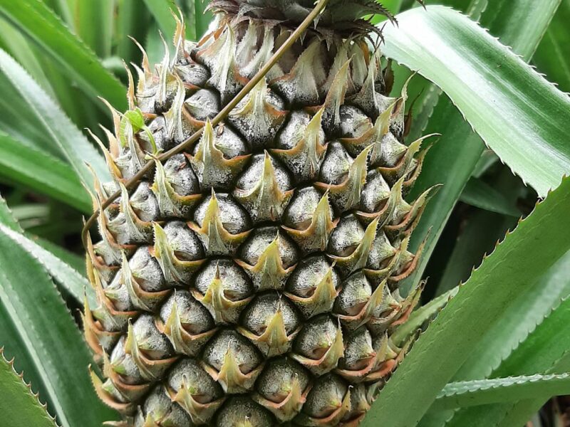 Pineapple - අන්නාසි විකිණීමට ඇත