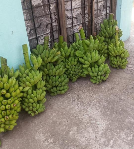 Banana - කෙසෙල් තොග ඇත