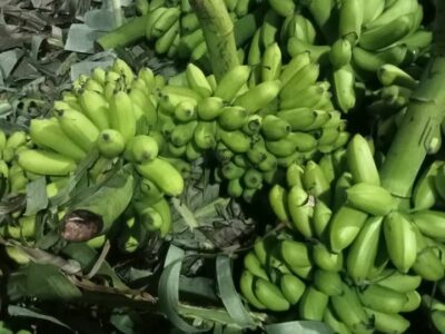 Banana - කෙසෙල් විකිණීමට ඇත