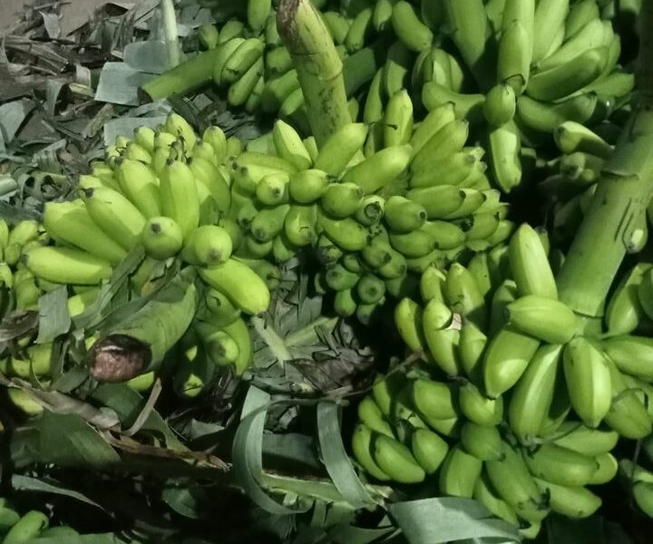 Banana - කෙසෙල් විකිණීමට ඇත