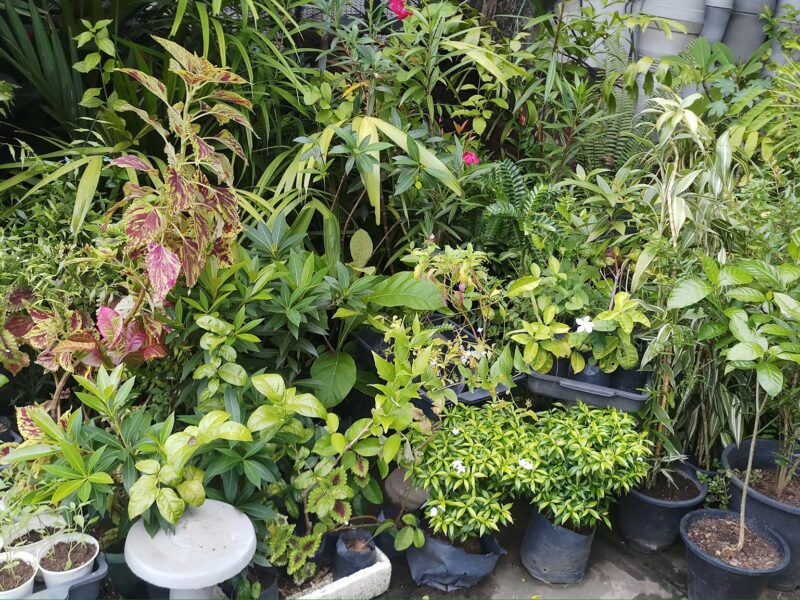 Mount Lavinia Garden Shop