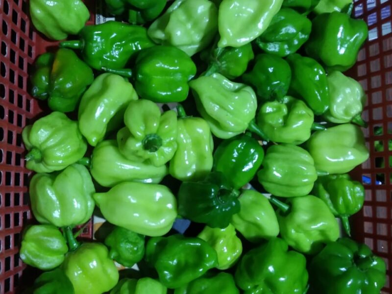 Hot chilli - නයි මිරිස්