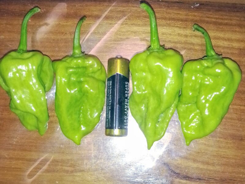 Scotch bonnet (light green)නයි මිරිස් බීජ