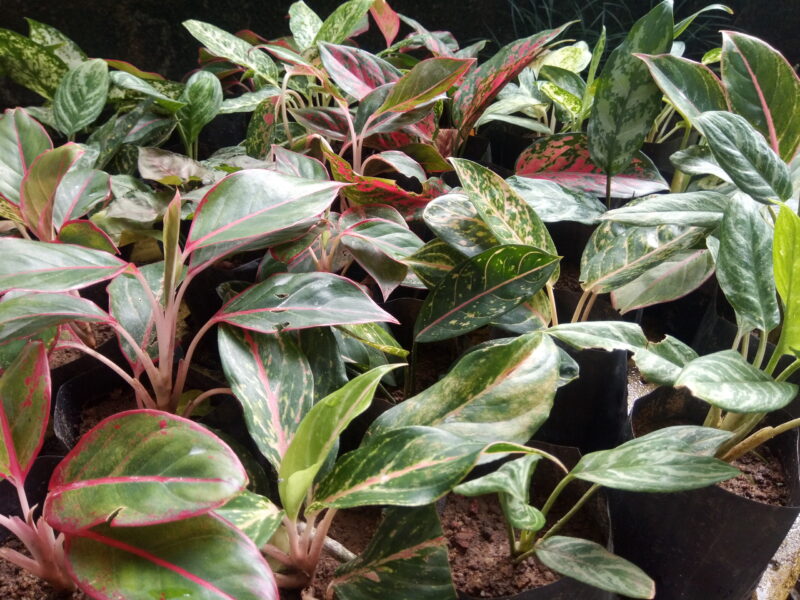 Aglaonema plants (ඇග්ලොනීමා පැළ)