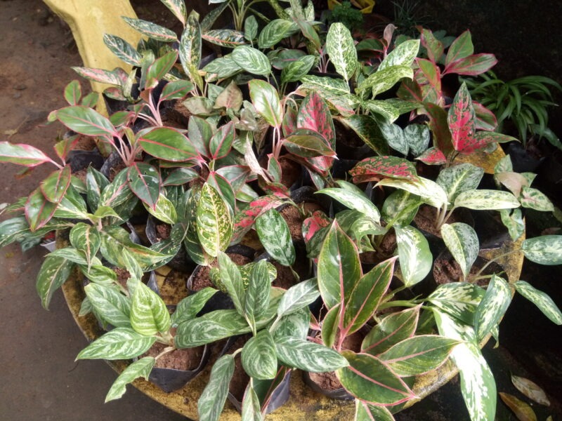 Aglaonema plants (ඇග්ලොනීමා පැළ)