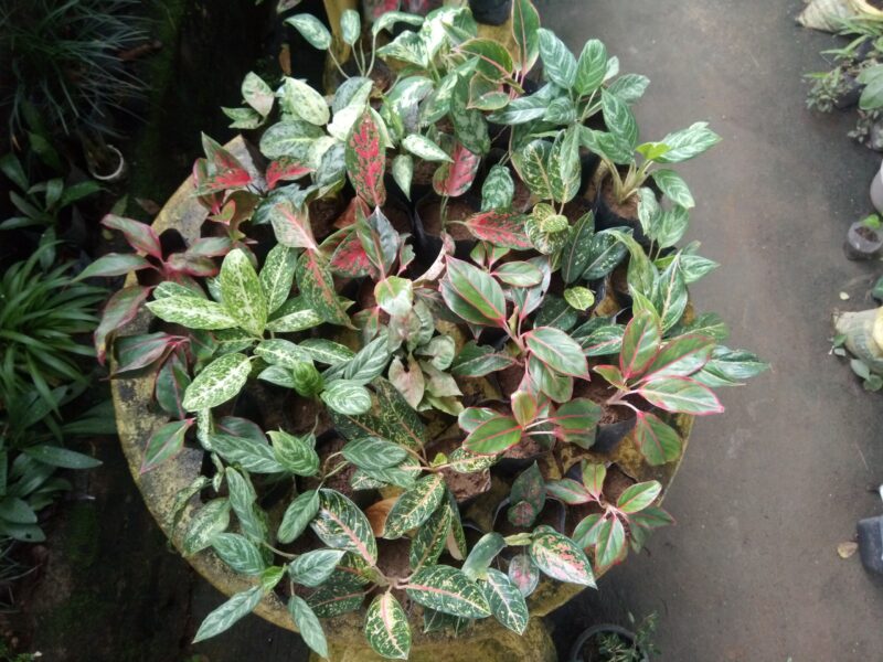 Aglaonema plants (ඇග්ලොනීමා පැළ)