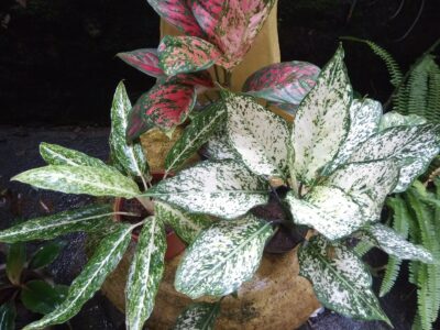 Aglaonema plants (ඇග්ලොනීමා පැළ)