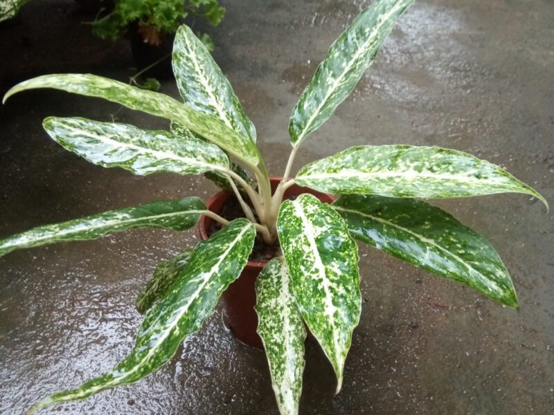 Aglaonema plants (ඇග්ලොනීමා පැළ)